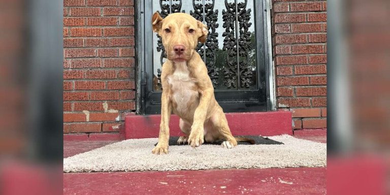 stray puppy on porch