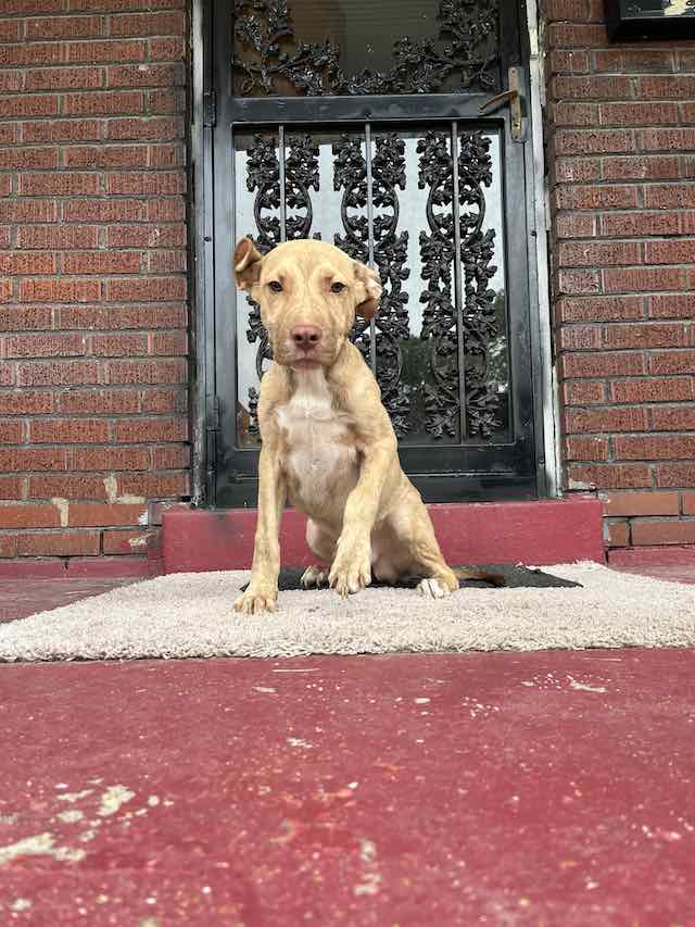 stray puppy found on porch