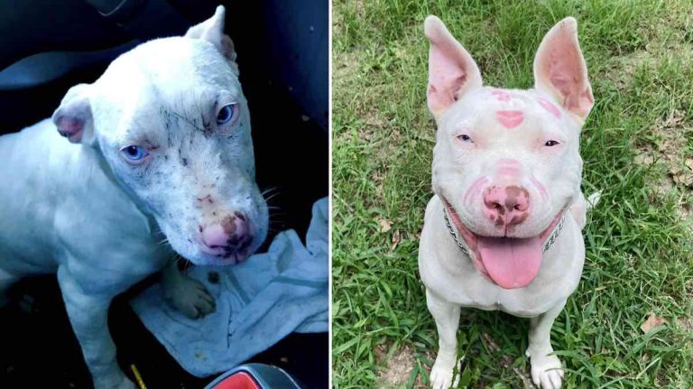 puppy rescued by fed ex worker