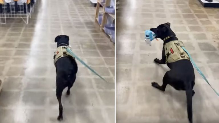 dog spooked in store