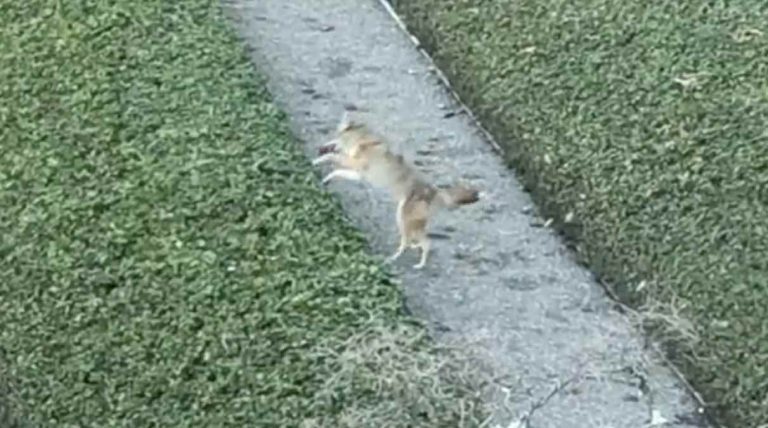 coyote finds squeaky toy