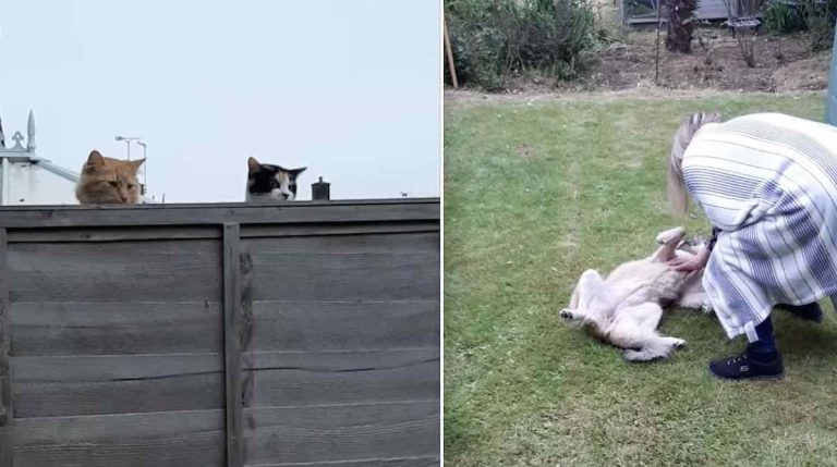 cats curious about neighboring dog