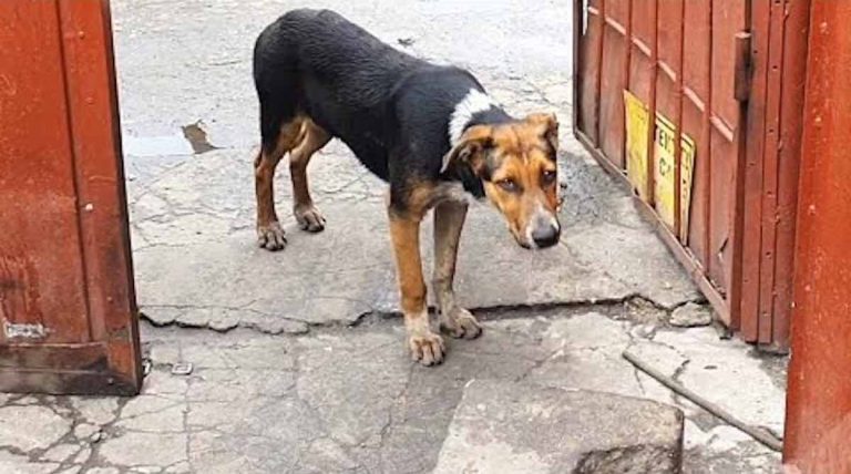 dog asks for help for friends