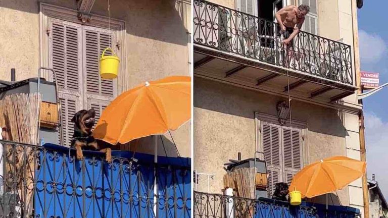 man lowers bucket of water for dog on balcony