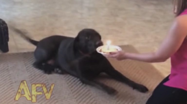 dog gets birthday cake surprise