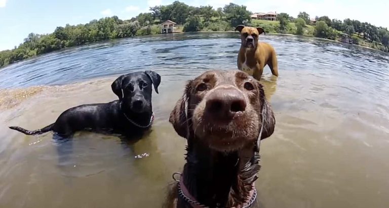 dog faces in close up