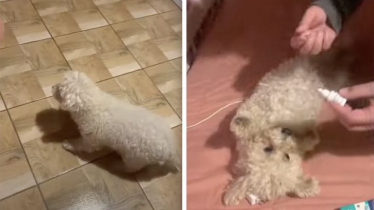 dog gets eye drops