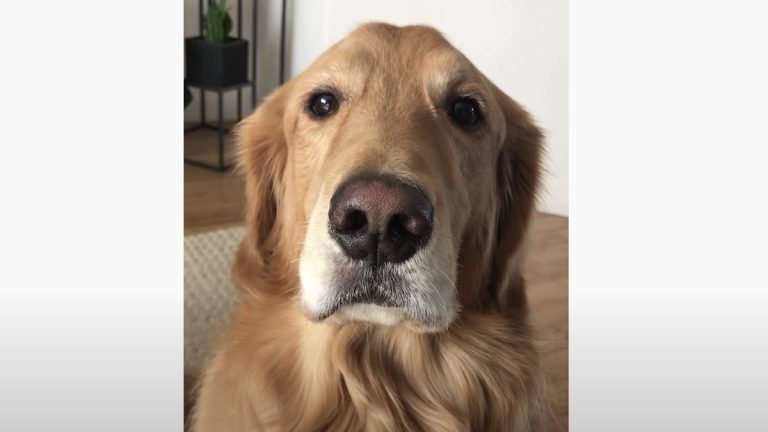 Say woof!