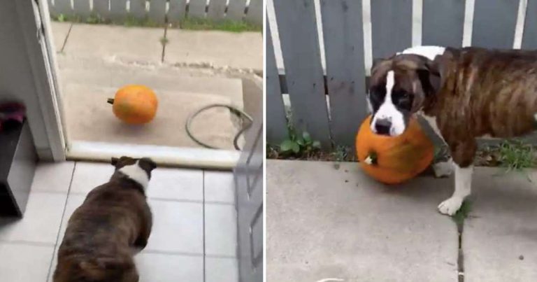 Dog Steals Mom’s Pumpkin Thinking it’s a Toy