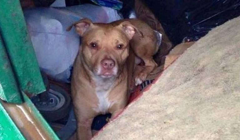 dog thrown into dumpster