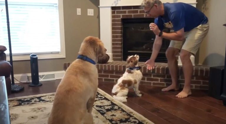 Spaniel Asked to Raise His Paw, But His Doggie Brother Hilariously Shows Him How It’s Done