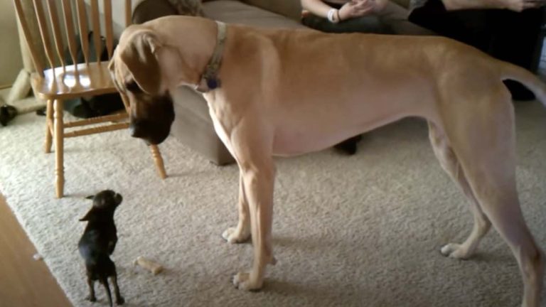chihuahua steals great dane's treat