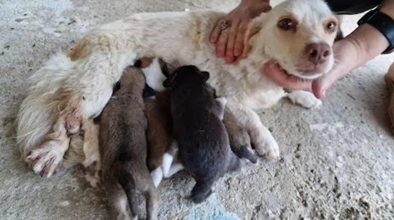 mama dog with injury tries to take care of puppies