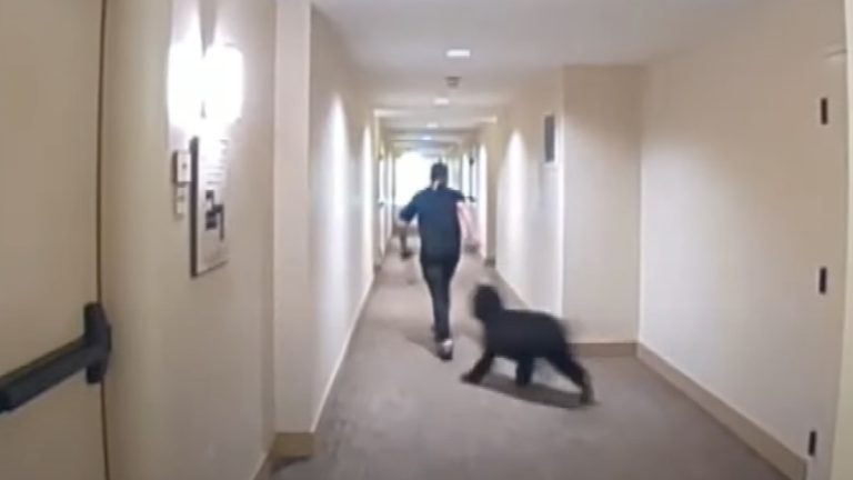 Police Identify Man Seen On Camera Attacking Dog In Apartment Hallway