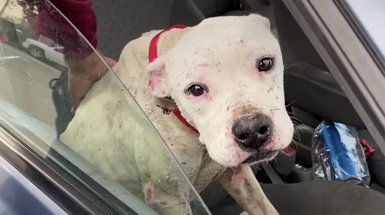 pit bull rescued off the street