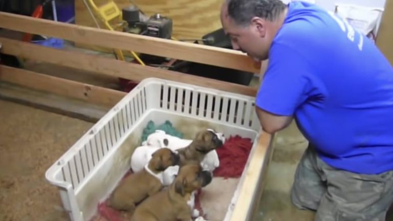 man sings puppies to sleep