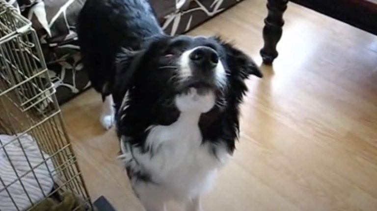 blind dog can play fetch