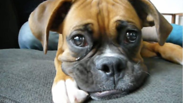 puppy gets sad hearing song