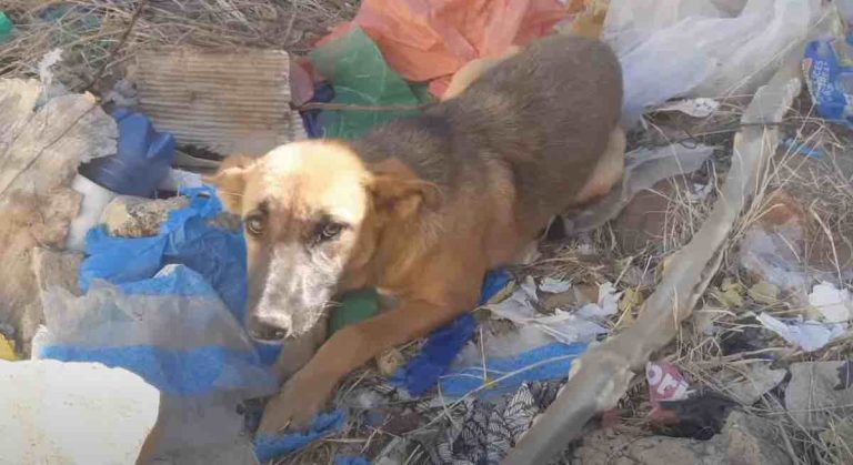 Dog Abandoned In Remote Reservoir Now Spends Her Days Demanding Cuddles