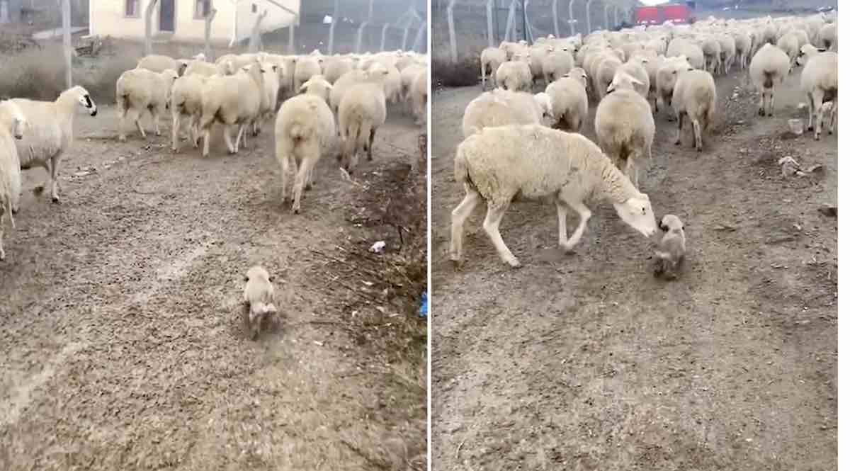 Adorable Anatolian Shepherd Puppy Begins Herding Sheep