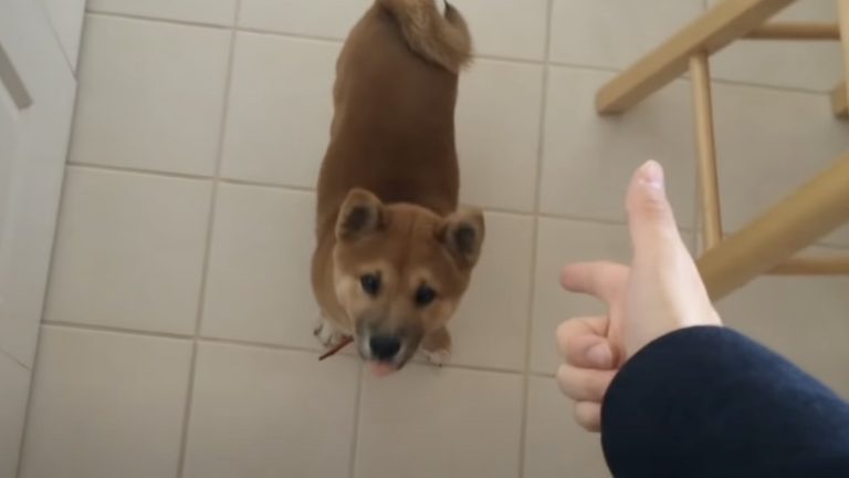 shiba inu puppy performs trick