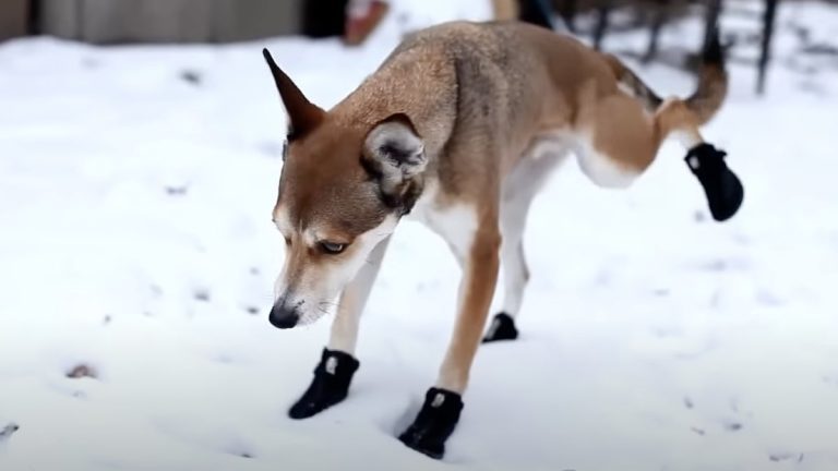 dogs react to getting boots