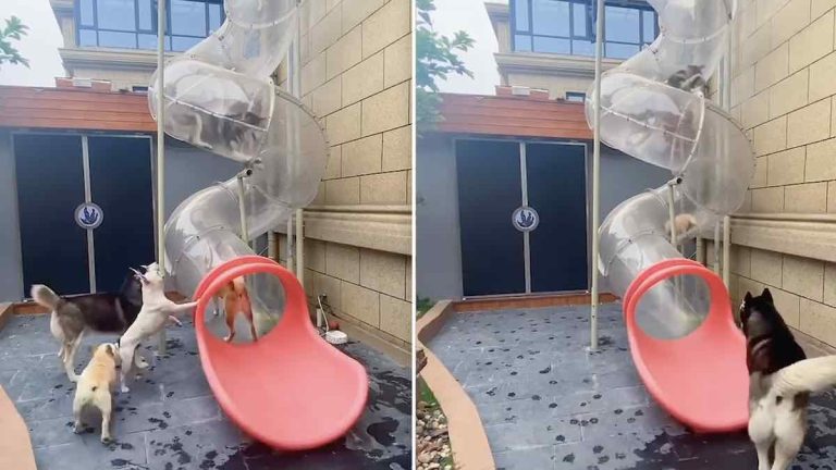 dogs have fun on special slide
