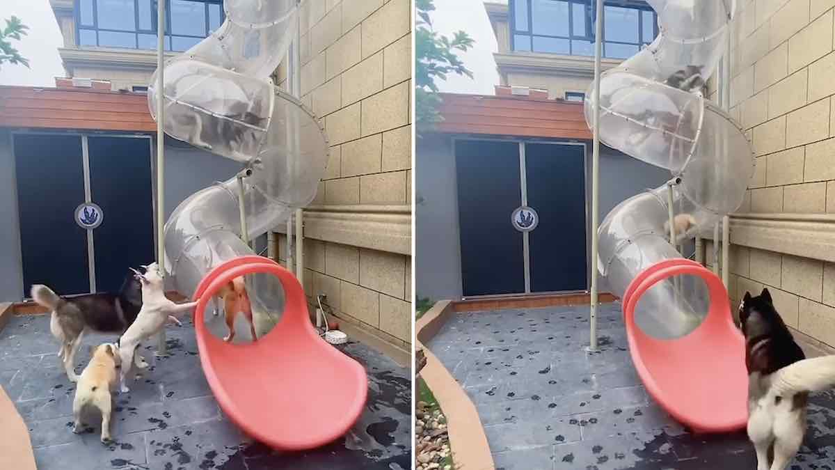 Dogs Have Time of Their Lives on Spiral Slide Built Just for Them