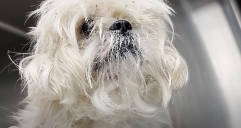 Elderly Man Stops By His Vet For A Chat, Surprises Her With Stray Dog He Saved
