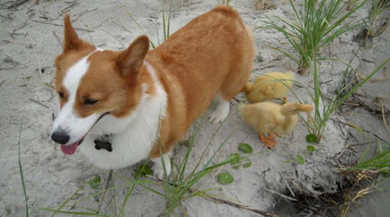 Corgi is Adoptive ‘Mother’ to Ducklings
