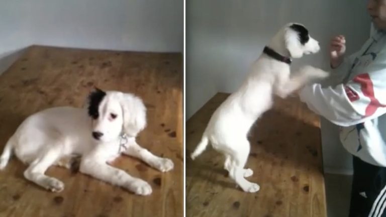 Alice the deaf dog