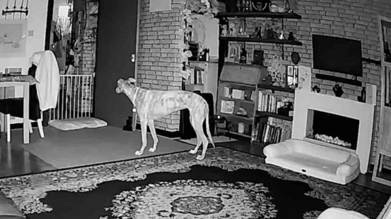 dog rearranges furniture cctv