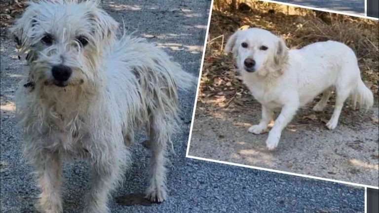 Abandoned Dogs Hesitant to Be Saved Soon Greet Rescuers With Wagging Tails