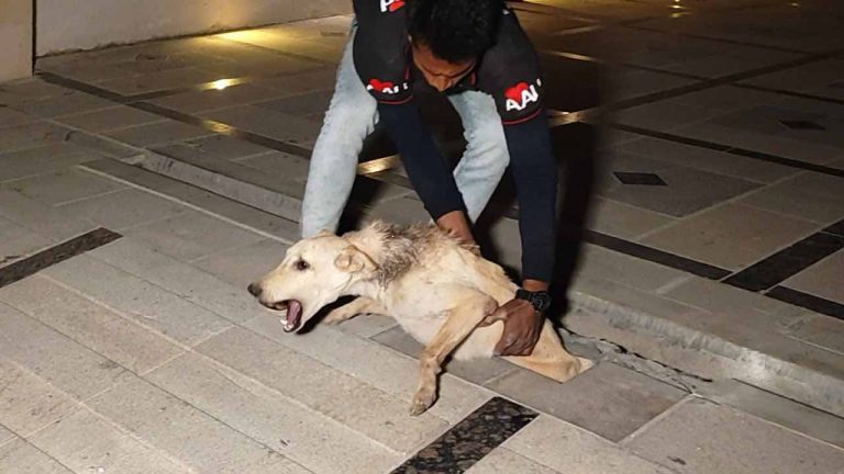 dog rescued from hole