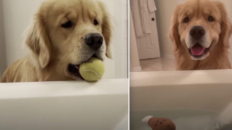 Dog uses bathtub ramp
