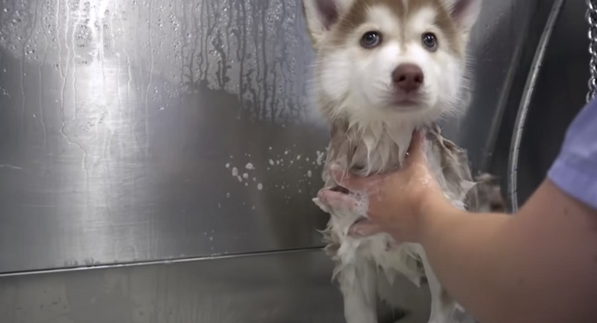 Groomer Attempts to Bathe Litter of Husky Puppies
