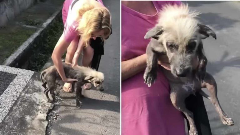 hyena-looking dog rescued from the street