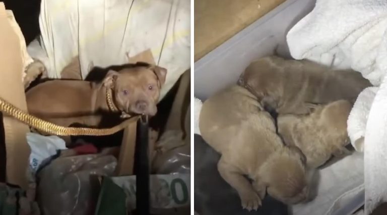 Mama Dog Tries to Keep Her Pups from Freezing in Abandoned Home