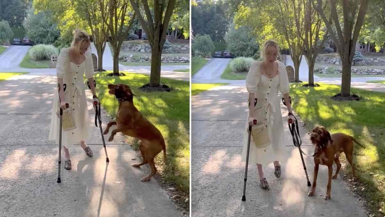 piper service dog sees his mom walk for first time