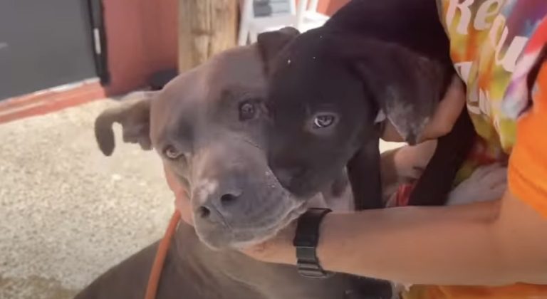 sweet mama dog and her puppies rescued