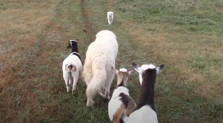 puppy goes on first quack walk