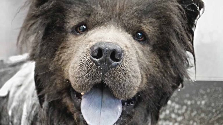 dog refused by most groomers