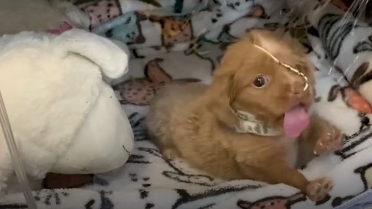 puppy saved by oxygen bubble