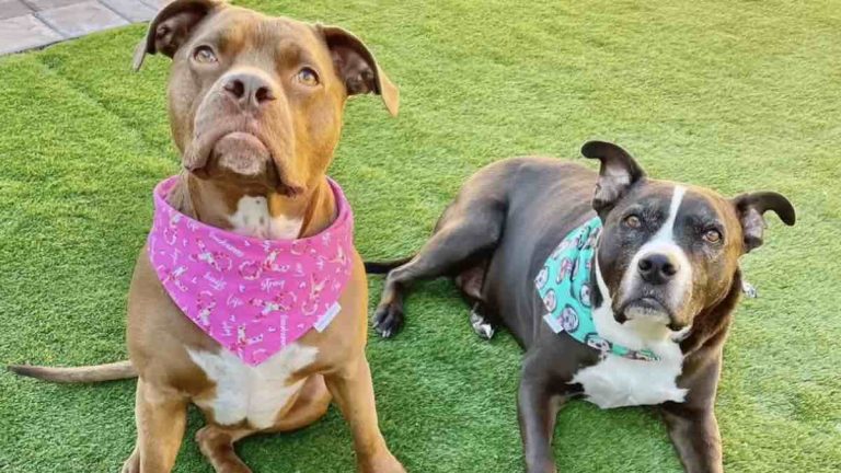 shelter pit bull joins family