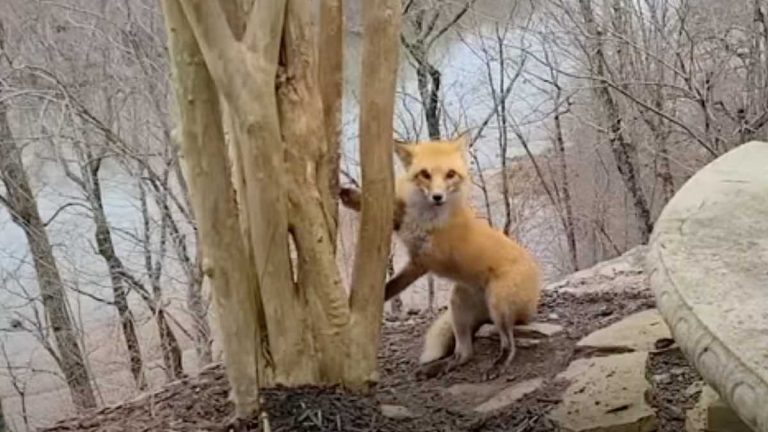 stuck fox freed