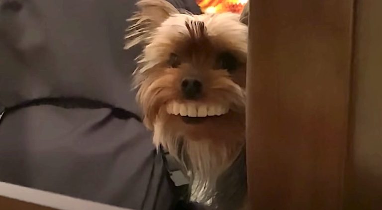 dog steals fake teeth