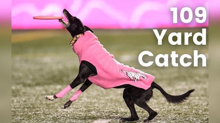 dog makes 109 yard frisbee catch