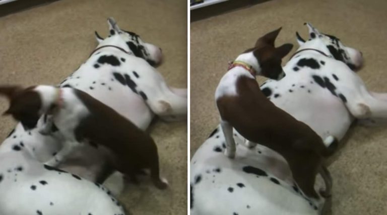 Sweet Great Dane is the Perfect Bed for Basenji Puppy