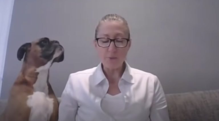 boxer dog interrupts teacher
