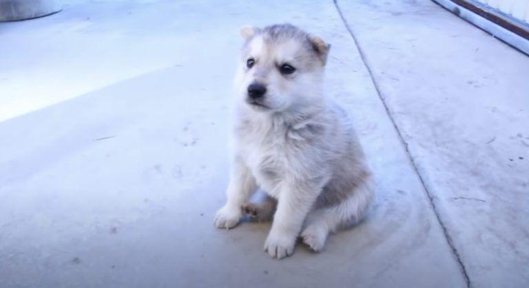husky puppy lets out his first howl